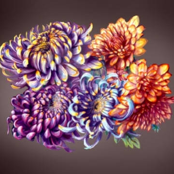 菊