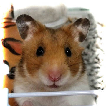 飼いハムのヒメちゃん