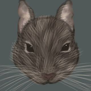 デグー