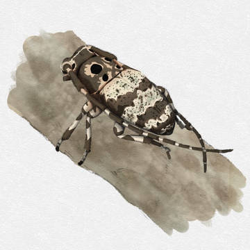 ヨツボシシロオビゴマフカミキリ