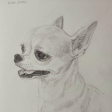 犬。 sketch 狗狗素描