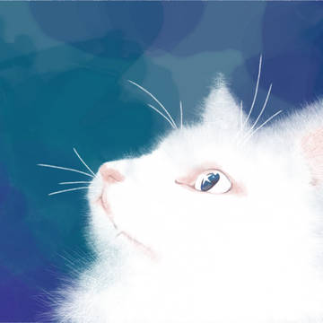 ふわふわ猫