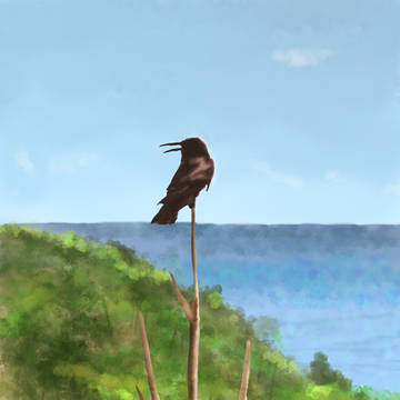 カラスと海