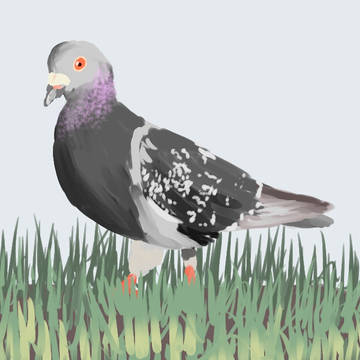 pigeon