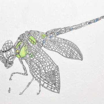 蜻蜓