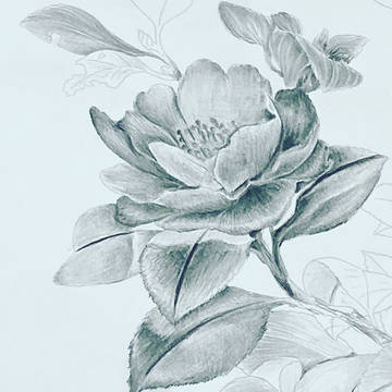 茶梅