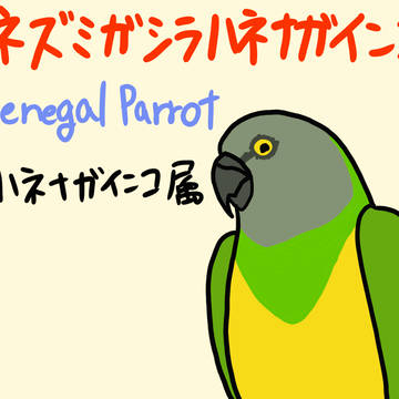 ネズミガシラハネナガインコ
