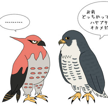 ファイアローとハヤブサ