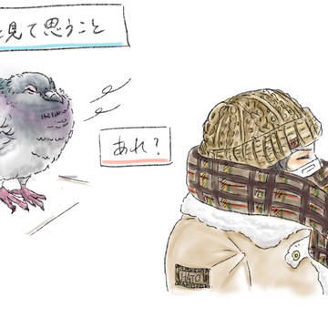 最近、鳩を見て思うこと