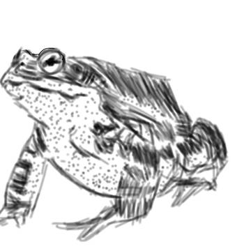 ガマガマ