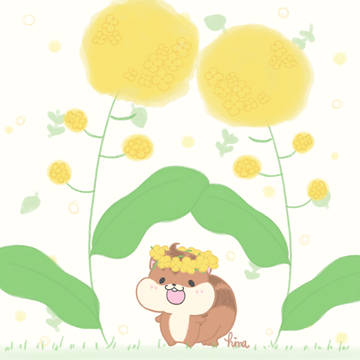 菜の花‪𓂃 𓈒𓏸