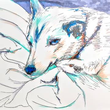 我が家の犬さん