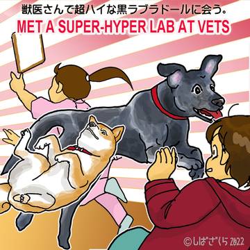 柴犬サクラ(18) 獣医さんにて