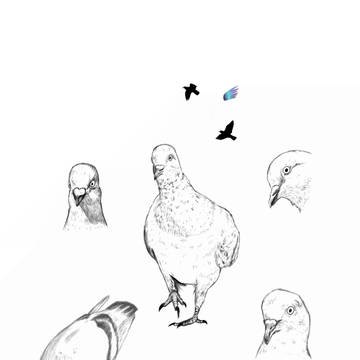 ハト