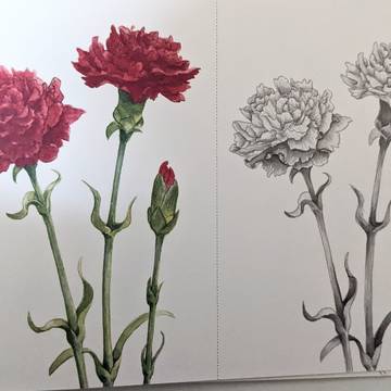 カーネーションの塗り絵