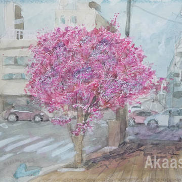 早咲きの桜　水彩画