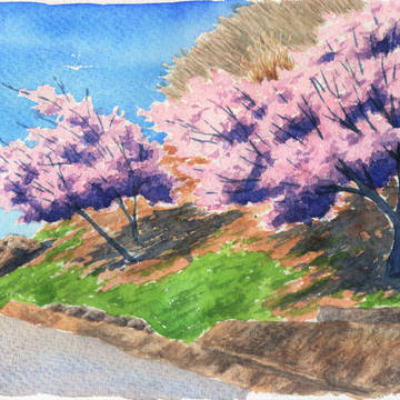 河津桜