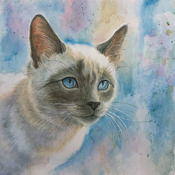Whiskers on Kittens