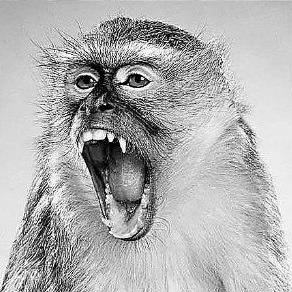 monke hungry