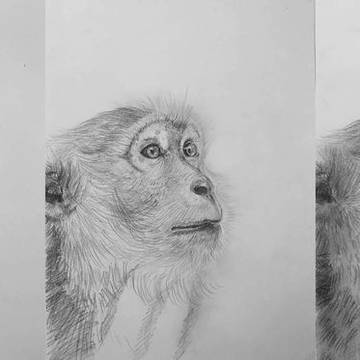 monke timelapse