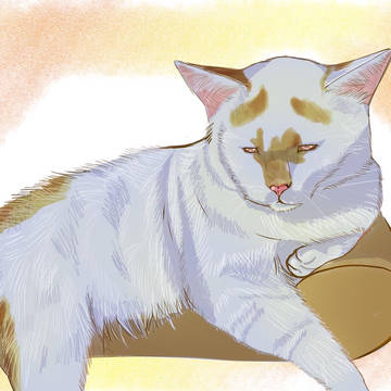 友達の猫