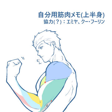 筋肉メモ(上半身)