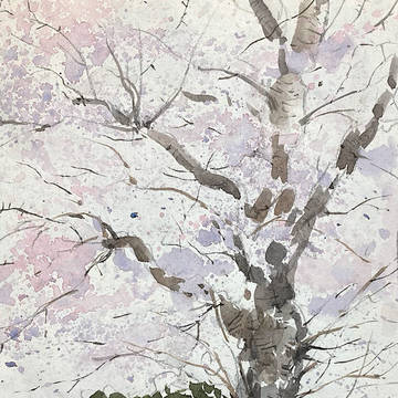 桜が咲く公園にて