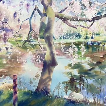 札ノ辻池のしだれ桜