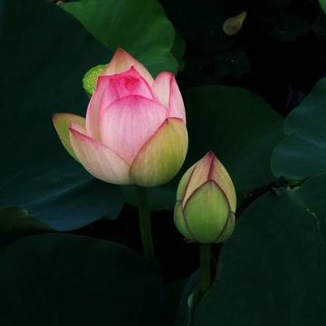暗めの蓮の花