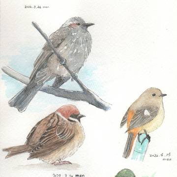 最近描いた野鳥まとめ