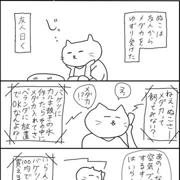 ぬこ、メダ活するの巻