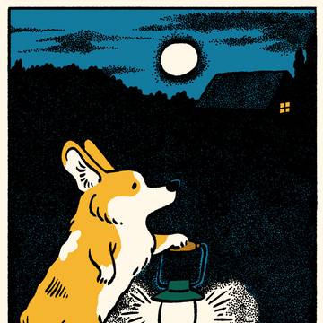 Corgi at Night