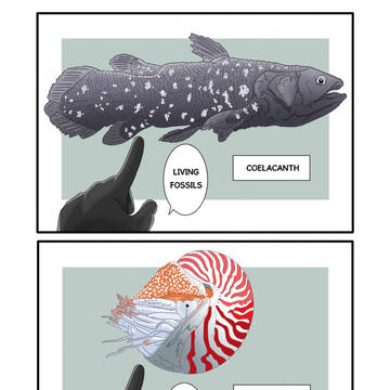 Living Fossil (生きている化石)