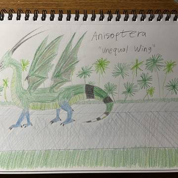 Anisoptera - Dragonfly Dragon