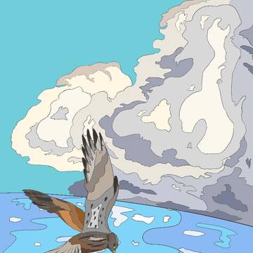 Falco tinnunculus