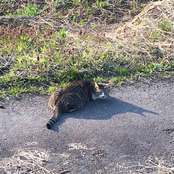 散歩のとき見つけた野良猫ちゃん