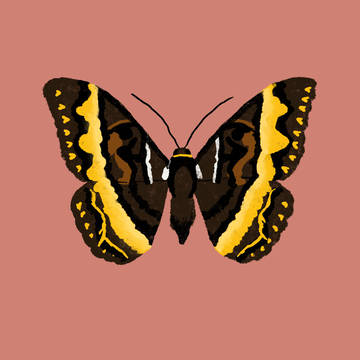 cyligramma disturbands