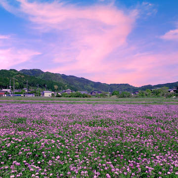蓮華ばたけ