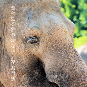 壁を見る象のはな子よ涅槃西風
