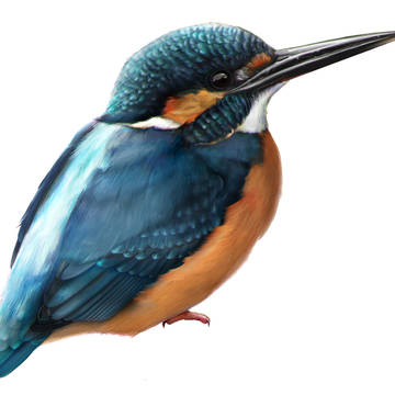 カワセミ