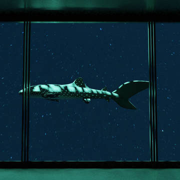 星の水槽