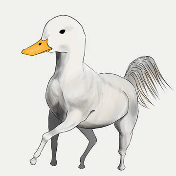 Duck
