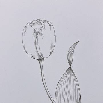 空色チューリップ