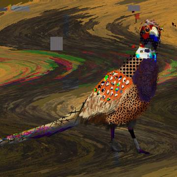 雉　キジ　Pheasant