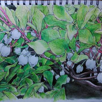 花・樹・植物イラスト＋製作過程