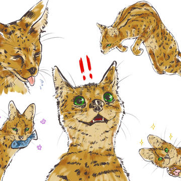動物好朋友