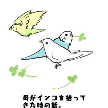 母がインコを拾ってきた時の話。
