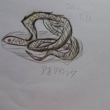 アオダイショウ(白蛇)