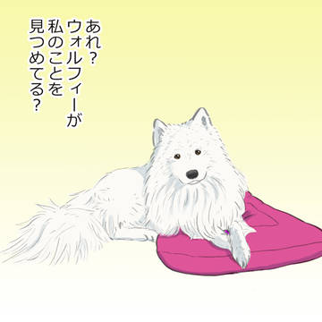 じっと見つめる犬