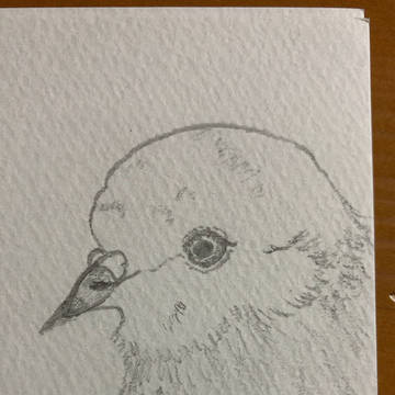 荒巻の腹巻（ダジャレ）